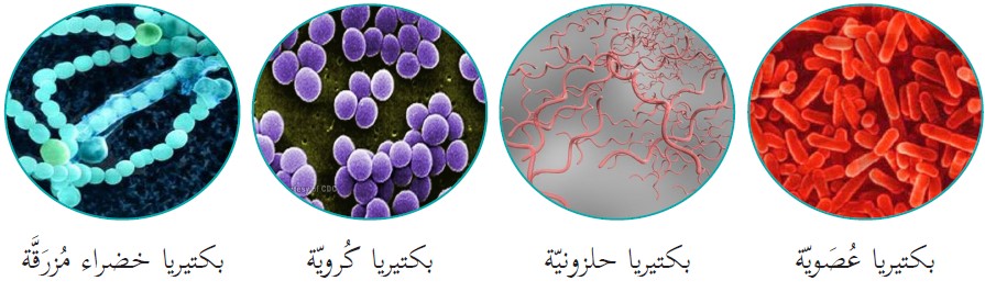 Bacteria Types